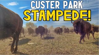 The World's Largest Public Bison Stampede! Custer State Park Buffalo Roundup