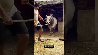 Most dangerous ox of westbengal #gowalbari #shorts #youtubeshorts #viralshorts #trending #cowvideos