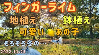 【フィンガーライム】 地植え 鉢植え 11月も終わり頃