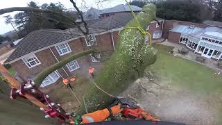 Big Beech Dismantle - Jan 2018