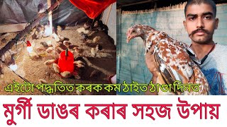 Day:19*সোণালী মুৰ্গী পুহিলে লাভ হ'বনে ? Sonali hen farming full course in Assamese/ Hen farm, Assam