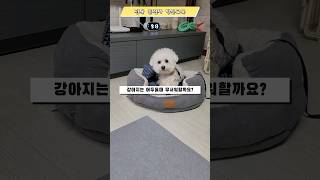 강아지 혼자두고 외출할때 불을 켜야될까요? #강아지심리 #강아지방문훈련 #강아지교육