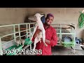 top quality bantam goats of aafiya goat farm gangapur maharashtra