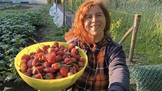 Recogiendo las fresas y he visto la pareja de faisanes.