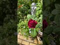 【hd動画】2024年10月14日 秋の花が咲いています。 flowers garden 癒し 自然 naturelovers 薔薇は美しく散る ばらの花 rosegarden