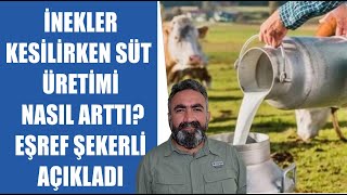 #CANLI Süt İnekleri Kesilirken Süt Üretimi Nasıl Arttı? | Eşref Şekerli Açıklıyor