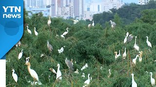 '철새 이동경로' 울산, 국제공인 추진 / YTN