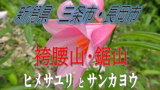 袴腰山ヒメサユリ・鋸山サンカヨウ(2022.05.21)