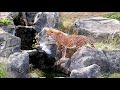 仲良し３姉妹　cheetah チーター 　多摩動物公園