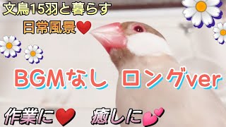 【文鳥】BGMなしロングver／作業や癒しのひとときに♪15羽と暮らす日常風景☆