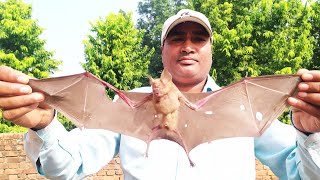 चमगादड़ के बारे में Bats Video