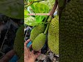 all time vietnam super ali jackfruit farming in india सभी समय वियतनाम सुपर अली कटहल