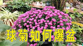 【養養養花花花】菊花想爆盆，用對方法，側芽爆滿，開花爆盆