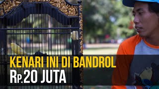 KENARI INI DIBANDROL Rp.20 JUTA