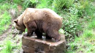 Alternativer Wolf und Bärenpark Schwarzwald - Bodo