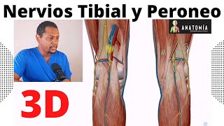 Anatomía del Nervio Tibial y Peroneo Común