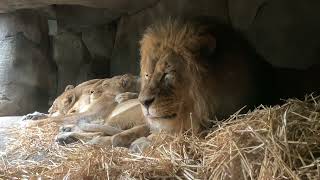 Celebrate Giving Snoozeday at the Oregon Zoo