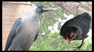 Crow Sound Crow Ki Awaz | Crow Ki Awaz | Kauwa Ki Awaz |