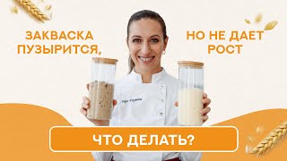 Закваска пузырится, но не даёт рост, что делать?