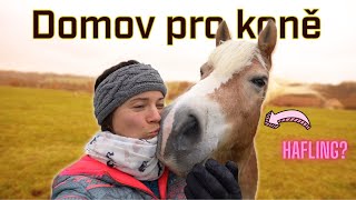 Opravdu chceš koně?