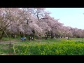 赤城南面千本桜　満開　2015年4月18日