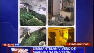 Desmantelan vivero de marihuana en Verón