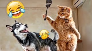 Funny Dogs And Cats Videos 2024 😅 - Best Funniest Animal Videos Of The week #394