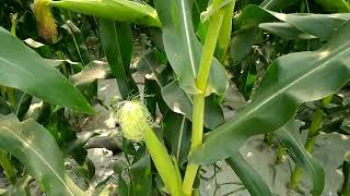 ভুট্টা গাছ/How is the corn tree/vutta gach/bhutta gach/bhutta chas/ভুট্টা চাষ/bhutta/butta kheti