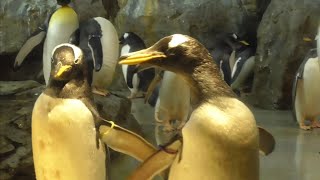 ジェンツーペンギン　たくさんで群れています　【のんほいパーク】