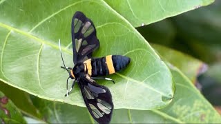 ムラマツカノコ　多分♀  腹が膨らんでいるので、卵があるのだと思う