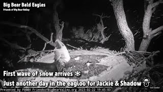 FOBBV CAM🦅First Wave Of Snow Arrives❄️Just Another Day In The Eagloo For Jackie \u0026 Shadow☃2023-02-22