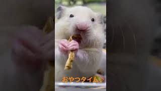 ゴールデンハムスターのおやつタイム🐹　中野店