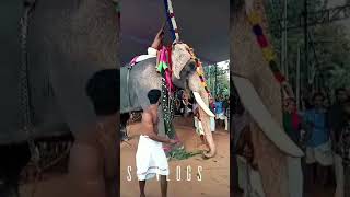 Thiruvambadi chandrasekharan 🔥#trendingshorts #elephant #2023status #srvlogs