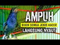 AMPUH BIKIN SEMUA JENIS KACER LANGSUNG NYAUT !! PANCINGAN KACER GACOR EMOSI AMPUH.