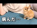 病んだ飼い主への寄り添い方が尊すぎるウサギ