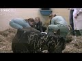 foaling how to s monitoring foaling 2 of 2