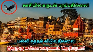 காசியில் கருடன் பறப்பதில்லை ? பல்லி சத்தம் விடுவதில்லை ?இதற்கு என்ன காரணம் தெரியுமா ?