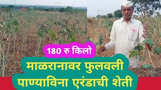 माळरानावर फुलवली पाण्याविना एरंडाची शेती,180 रु किलो