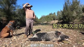 猎人带着爱犬抓野猪卖钱还房贷，途中遇险，妻子受伤