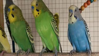 4 Hours of Relaxing Budgie Sounds: Calming Nature Ambience for Stress Relief