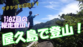 屋久島での1泊2日登山！（荒川→縄文杉→宮之浦岳→淀川）Mountain climbing in yakushima