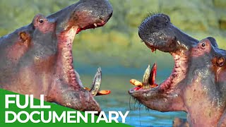 Herbivores - Nature's Battle Tanks | Race of Life | Episde 4 | Free Documentary Nature