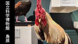 【東京】「鳥 ～ゲノム解析が解き明かす新しい鳥類の系統～」特別展 鳥展