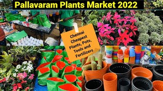 Pallavaram Friday Plants Market 2022 | Plants, Pots, Tool and Fertilizers Cheapest price in Chennai