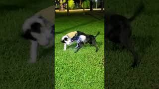 Border collie Teddy is good at rolling - 邊境牧羊犬Teddy翻滾的樣子超可愛❤️