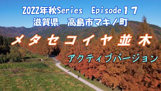 紅葉のメタセコイア並木をドローンで飛ぶ　滋賀県高島市マキノ町　#観光　＃風景　＃ドローン空撮　#琵琶湖