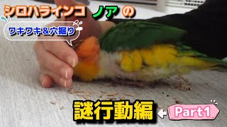 シロハラインコCaique ノアの｢謎行動Part1編｣ノアの不思議行動ワキワキ＆穴掘りをご紹介