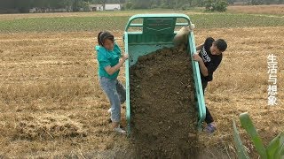 安徽阜阳：收完小麦，种大豆机器过不去，农村女汉子拉土垫地