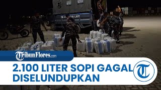 Lanal Labuan Bajo, Manggarai Barat NTT Gagalkan Penyelundupan Ribuan Liter Miras Jenis Sopi