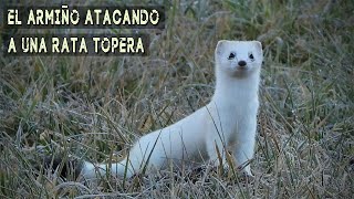 El Armiño atacando a una rata topera